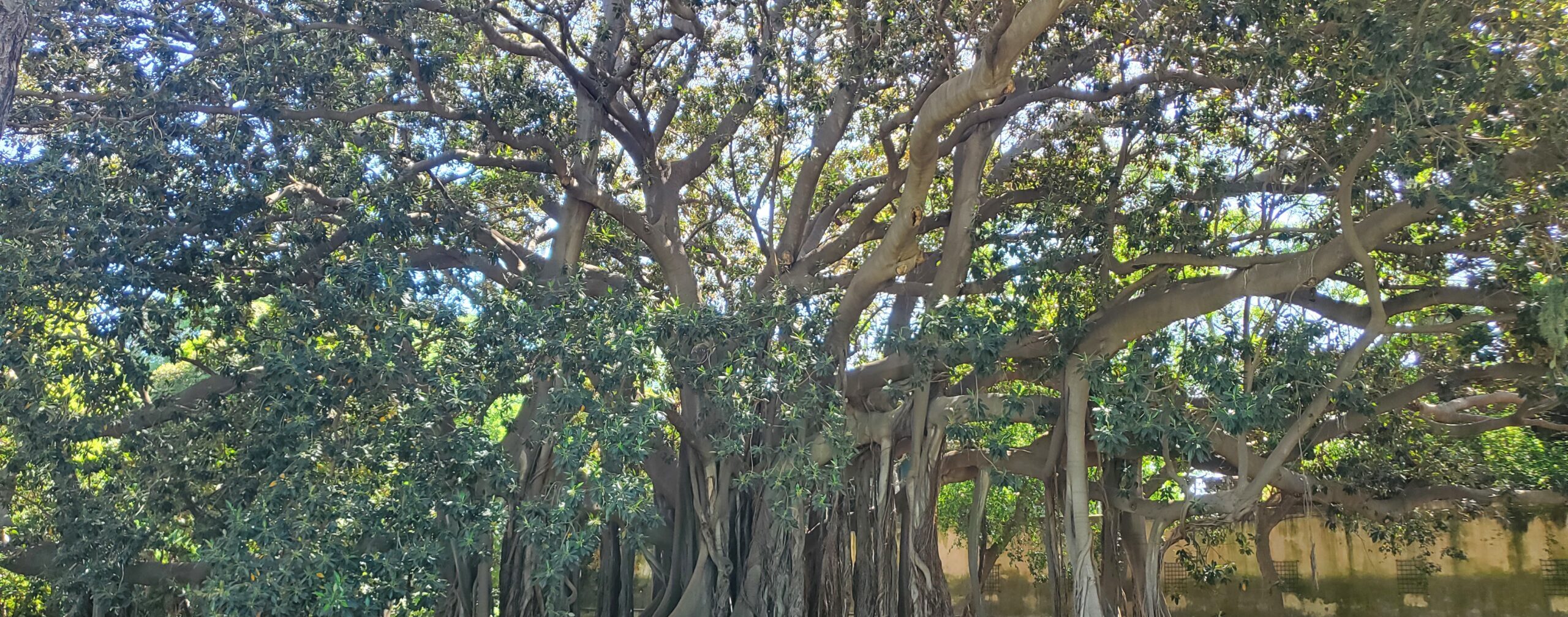 Photo du Ficus géant du jardin botanique de Palerme