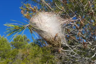 Photo de nid de chenille processionaire du pin